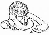 Sloth Perezoso Oso Croods Buscando Estar Getcolorings Colorluna Uncolored Tattooimages sketch template