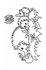Egels Kleurplaat Kleurplaten Egel Hedgehogs Igeln Zo Ausmalbilder Malvorlage Ausmalbild Stimmen sketch template