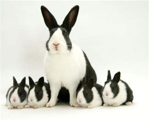 pet rabbit breeds pethelpful