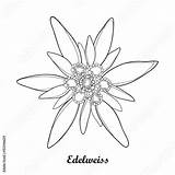 Edelweiss Vector Outline Leontopodium Alpinum Flower Alpine Coloring Illustration Isolated Background Drawing Symbol Alp Mountains Mountain Contour Style Edelweiß Summer sketch template