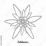 Edelweiss Outline Alpinum Leontopodium Alpina Edelweiß Blume Oktoberfest Montagne Symbol Tatuaggi Tegninger Fiore Pochoir Alp Moutain Zeichnen Feltro Bellatrix Flores sketch template