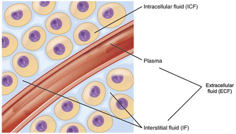 vitamins  minerals involved  fluid  electrolyte balance medicine libretexts