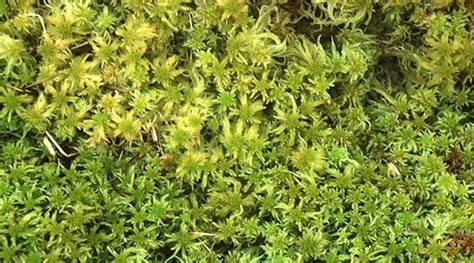 sphagnum moss scottish wildlife trust