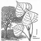 Cottonwood Trees Coloring 07kb 376px sketch template