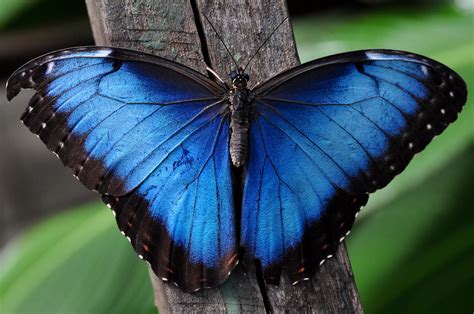 called  butterfly butterfly      menelaus blue morpho bright