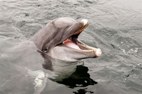 groep van  dolfijnen gespot  de noordzee