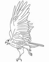 Hawk Pages Kestrel Bestcoloringpagesforkids Landing Coloringhome Falge Hawks Ausmalbilder Designlooter sketch template