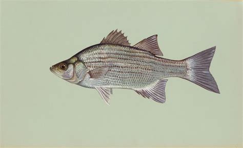 white bass details  fish finder