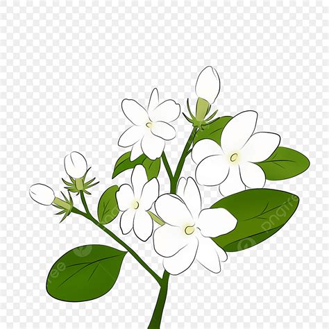 cabang kuncup bunga melati putih  ilustrasi bunga  digambar