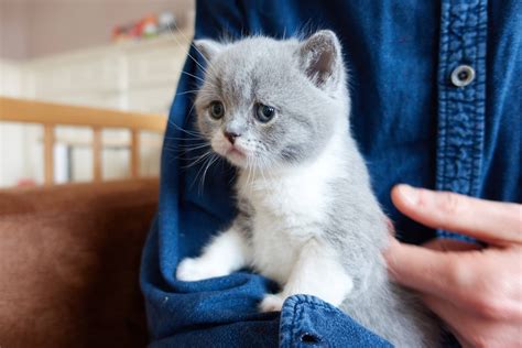 op bezoek bij de brits korthaar kittens vivianne yi wei