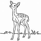 Deer Coloring Clipart Drawing Pages Forest Easy Animals Drawings Outline Baby Kids Line Buck Realistic Head Cartoon Getdrawings Animal Draw sketch template