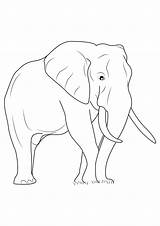Colorare Elefante Elefanti Disegno Pianetabambini sketch template