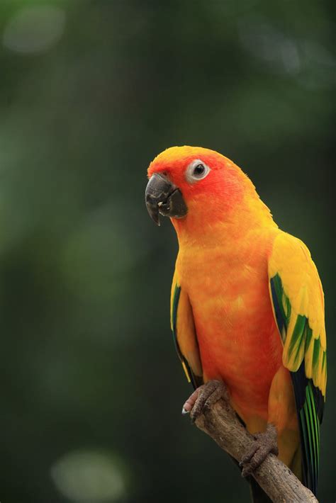 beautiful sun parakeet perched   branch  stock photo