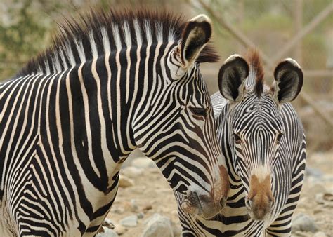grevys zebra  habitat   living desert zebra habitats africa