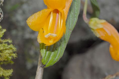 columnea strigosa gesneriaceae image   plantsystematicsorg