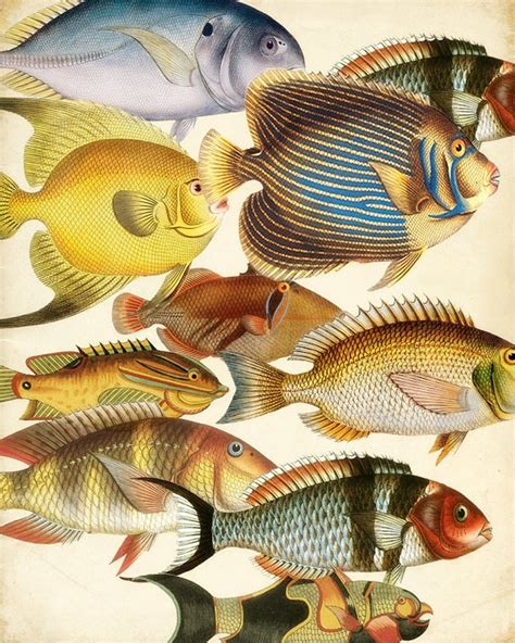 images  fish prints  pinterest limited edition prints