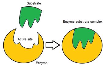 enzymes active site activation energy enzyme specificity