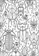 Erwachsene Käfer Insekten Bugs Ausmalbild Ausmalen Colouring Kunterbunt Insect Bug Malvorlage Zeichnen sketch template