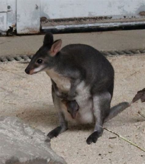 mini kangoeroe komt piepen  zoo antwerpen  gazet van antwerpen