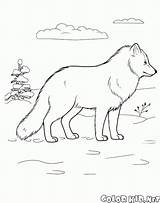 Volpe Polarfuchs Artica Lobo Colorear Artico Lis Polarny Kolorowanka Malvorlagen Animali Kolorowanki Colorkid Renard Zwierzęta Stampare Wilde Desenho sketch template