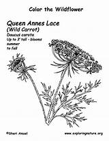 Lace Queen Annes Coloring Exploringnature sketch template