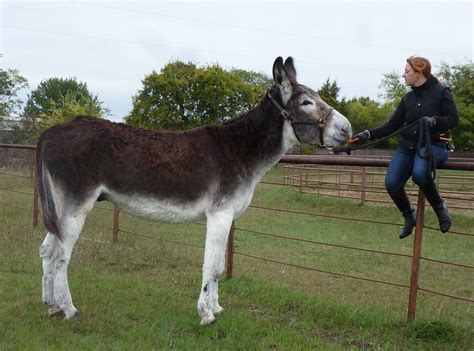 types  donkey breeds  pictures pet keen