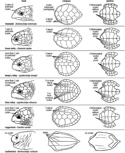 scute patterns  shell morphology    sea turtle species