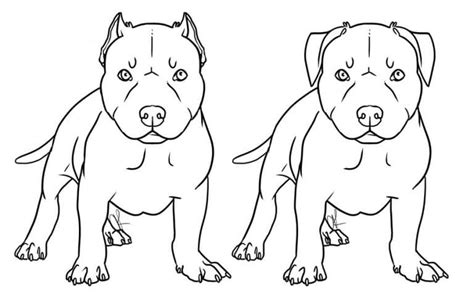 pitbull dogs coloring page  printable coloring pages  kids
