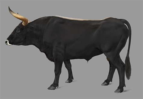 aurochs giant cattle richard beal