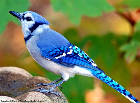 blue jay canadian lovely bird basic facts information beauty  bird