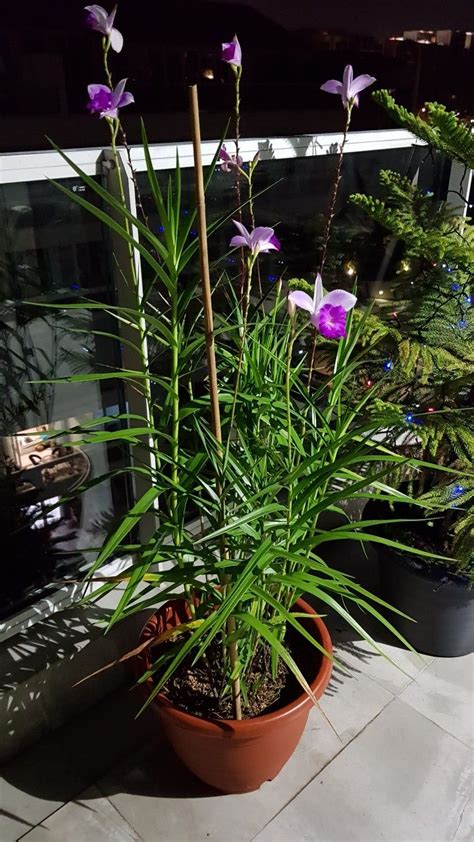 bamboo orchid plants orchids plant lady