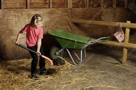 Girl Shovelling Manure Into Wheelbarrow Stock Image C052 0950