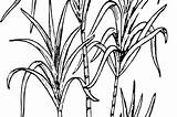 Sugar Cane Sketch Sugarcane Drawing Paintingvalley sketch template