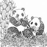 Panda Coloring Colorare Mandalas Pandas Chocobo Roux Disegni Artherapie Par Adulte Gratuit Erwachsene Localement Coloriages Magique Osos Zentangle Ostern Stress sketch template