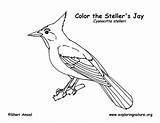 Jay Coloring Stellar Gray Clipart Steller Blue Pages Clipground Exploringnature sketch template