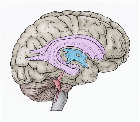 brain ventricles anatomy function  conditions