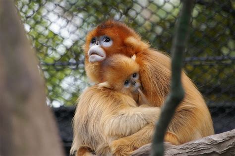 top golden snub nosed monkey facts fun facts