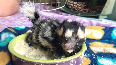 baby spotted skunks  rare find  florida animal rescuer todaycom