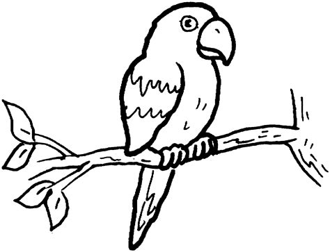 parrot  macaw coloring pages