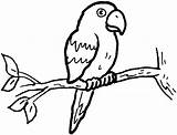 Parrot Coloring Pages Branch Macaw sketch template