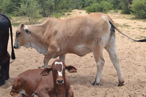 farmers creek brahman cattle