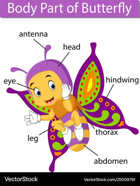 body parts   butterfly   butterflies important