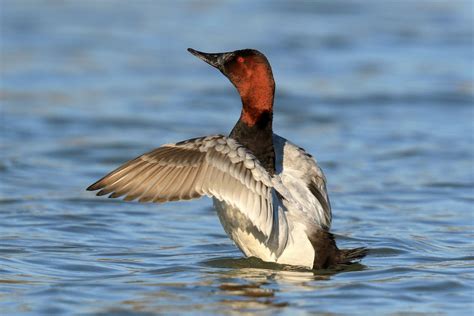 How To Tell A Canvasback From A Redhead Audubon