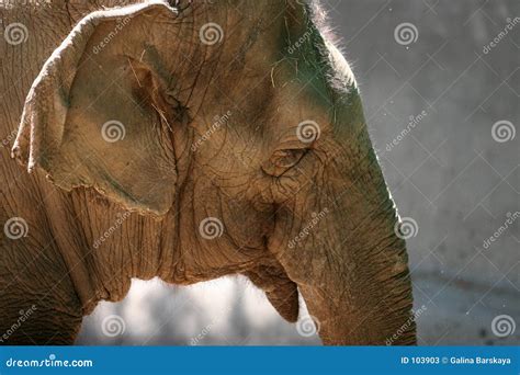 elephant head picture image