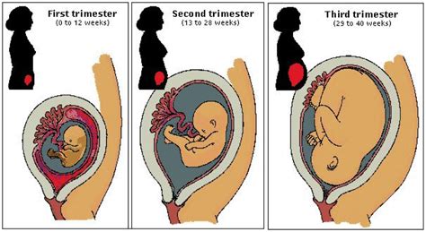 pregnancy by trimester sexinfo online
