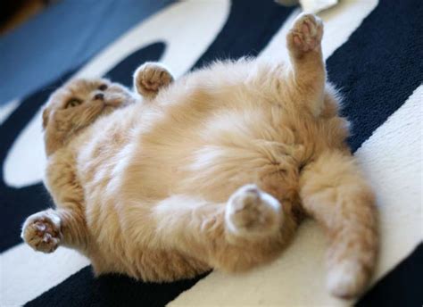 Scottish Fold Cat Upside Down Cat Scottish Fold Belly