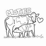 Coloring Pages Cow Breastfeeding Heifer Realistic Getcolorings Printable sketch template