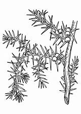 Pianta Colorare Pflanze Disegno Coloriage Plante Ausmalbild Abbildung Herunterladen Schulbilder sketch template