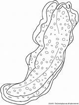 Coloring Worms Sea Worm Ocean sketch template