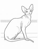 Pisica Sphynx Kolorowanka Colorat Cats Planse Colorear Gatti Desene Kolorowanki Koty Devon Malvorlagen Gato Coon Gatto Kot Canadian Colorkid Katzen sketch template